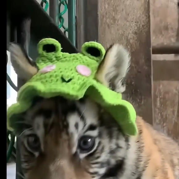 Crochet Green Frog Hat for Small Pets, Cat or Dog - Picture 13 of 16